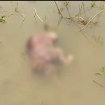 Death of elephant cub due to drowning in Samoan Dam