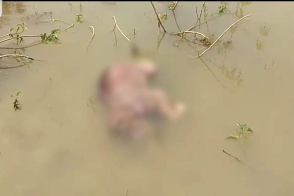 Death of elephant cub due to drowning in Samoan Dam