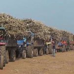 Sugarcane factory makes trouble for farmers