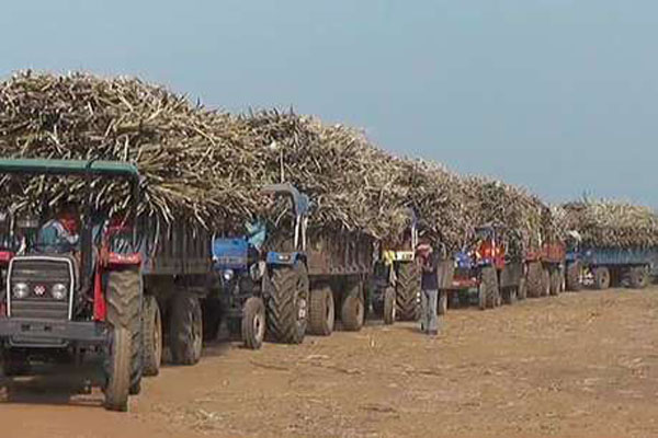 Sugarcane factory makes trouble for farmers