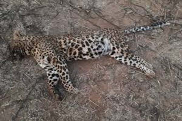 The case of death of leopard's cubs
