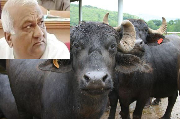 The chief minister will take 100 baths and look like buffaloes.