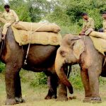 Question on utility of kumki elephants