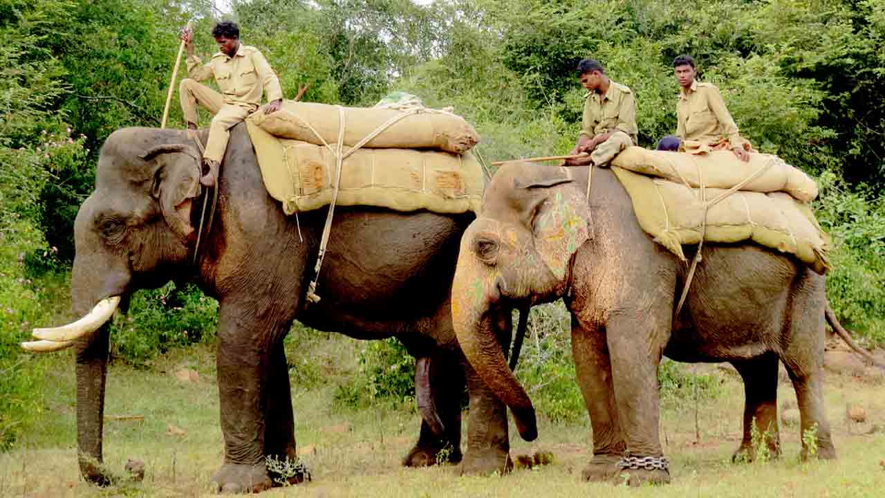 Question on utility of kumki elephants