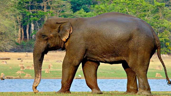 गनेस हाथी हा फटफटी सवार युवक ला पटक-पटक के मार डरिस, अब तक 7 झन के ले डरे हे जान