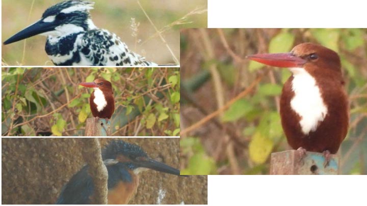  जैव विविधता के अद्भूत रिकॉर्ड कोति अग्रसर डोंगरगढ़ , किंगफिशर के तीन प्रजाति आइस नजर  