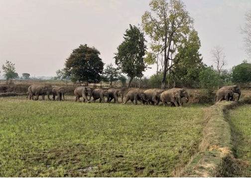 हाथी मन ह मैनपाट इलाका म दिस धमक, दहशत म ग्रामीण