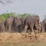 Elephants knock in Balod's Daundi block