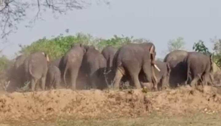 Elephants knock in Balod's Daundi block