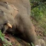Surajpur म फेर हाथी के हो गे मौत, पोस्टमार्टम रिपोर्ट म होही मौत के खुलासा