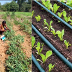 Drip irrigation system brought good days to Banas Gangber