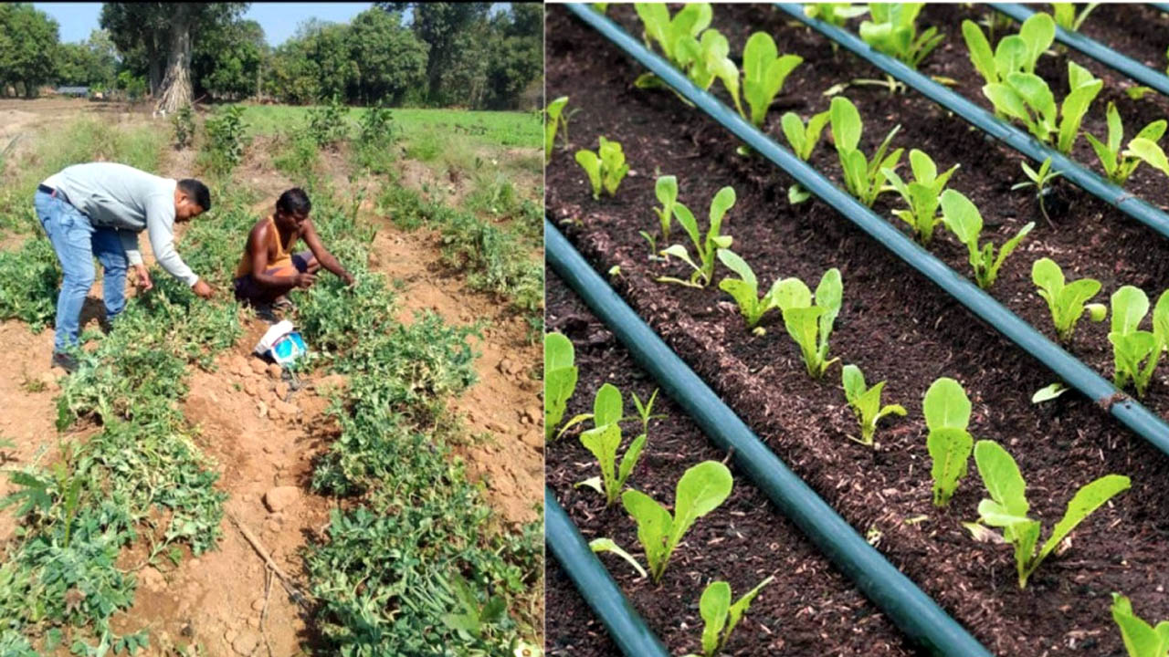 Drip irrigation system brought good days to Banas Gangber