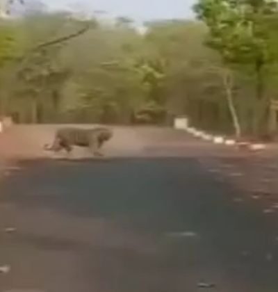 सूरजपुर में सड़क पर टहलता बाघ, वीडियो हुआ वायरल sher
