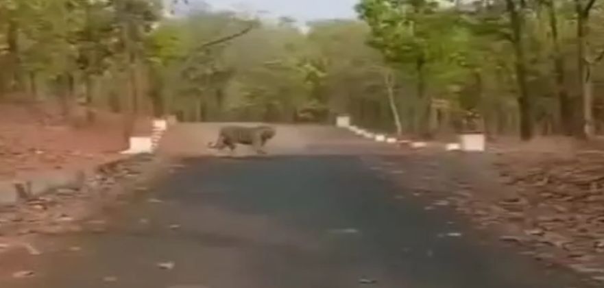 सूरजपुर में सड़क पर टहलता बाघ, वीडियो हुआ वायरल sher