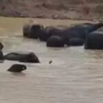 haathi