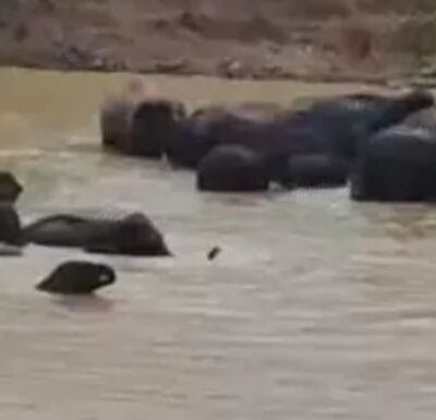 haathi