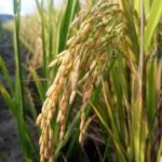 WhatsApp Image 2025 11 14 at 4.17.29 PM