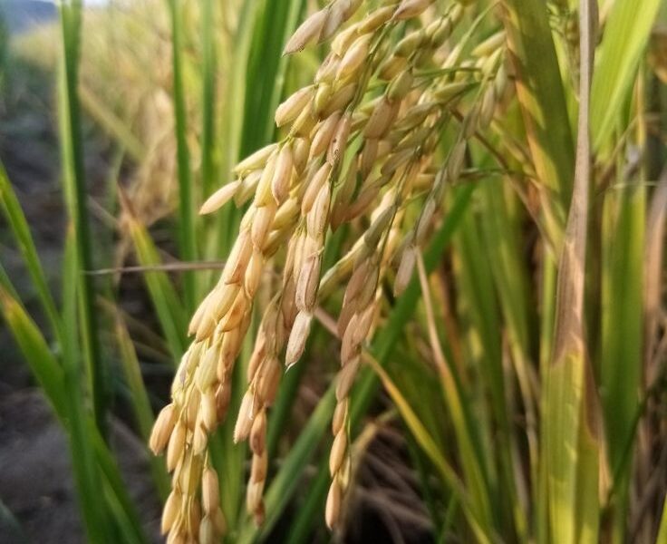 WhatsApp Image 2025 11 14 at 4.17.29 PM