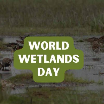 Wetland Habitat Educational Presentation In Black Animated Fun Modern Style