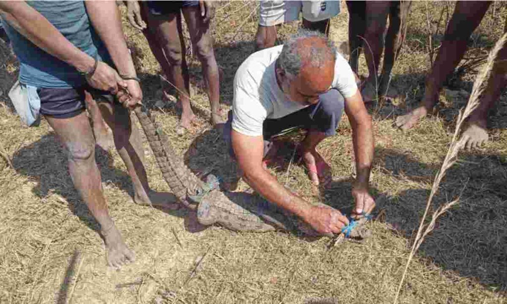 मगरमच्छ का सुरक्षित रेस्क्यू, जंगल सफारी में मिला नया आश्रय 1 kjniyhihu 1