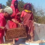 मधुमक्खी पालन 01