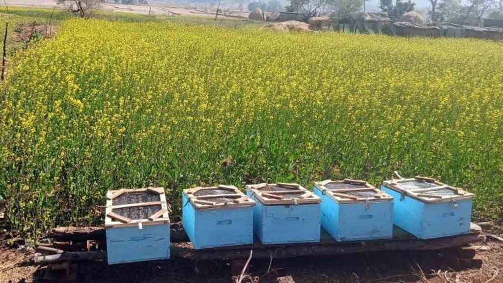 मधुमक्खी पालन से स्व-सहायता समूह की आय में वृद्धि 1 मधुमक्खी पालन 02