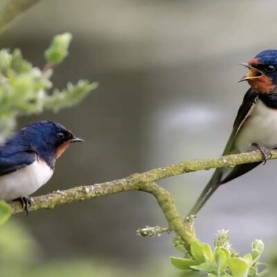 1774875602 e446eee1b5729ca7a0b9