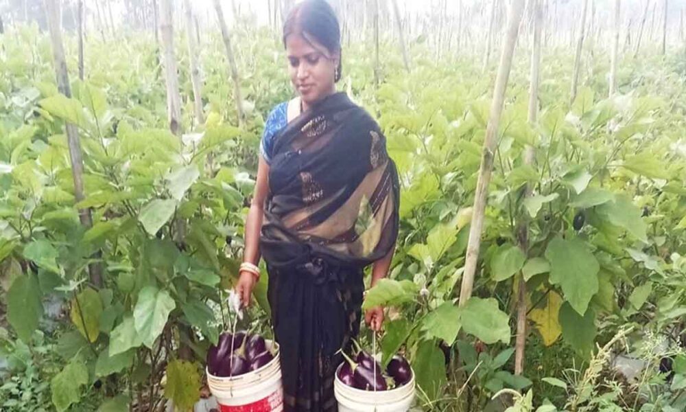 सब्जी की खेती