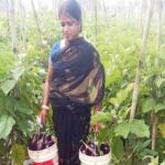 सब्जी की खेती