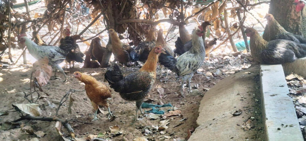 धोवाताल के 60 माईलोगन मन रचिन आत्मनिर्भरता के मिसाल 1 1775828479 cf44c71e3f06e5f6d37c