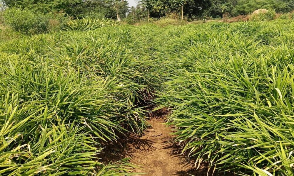 WhatsApp Image 2026 04 07 at 9.34.58 PM