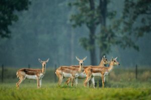 WhatsApp Image 2026 04 26 at 6.41.41 PM