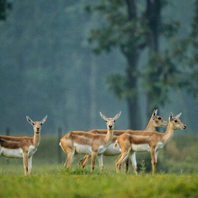 WhatsApp Image 2026 04 26 at 6.41.41 PM