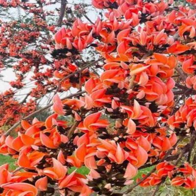 WhatsApp Image 2026 04 30 at 1.50.22 PM