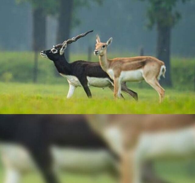 black buck 01