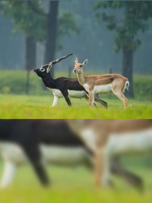 देखव! बारनवापारा के जंगल म फिर ले दौडत हें ‘करिया हिरन’। 🦌✨