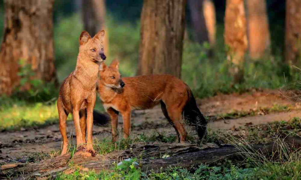 Sitanadi Tiger Reserve 3