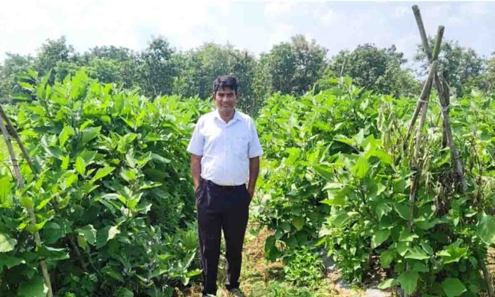 grafted brinjal