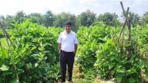 grafted brinjal