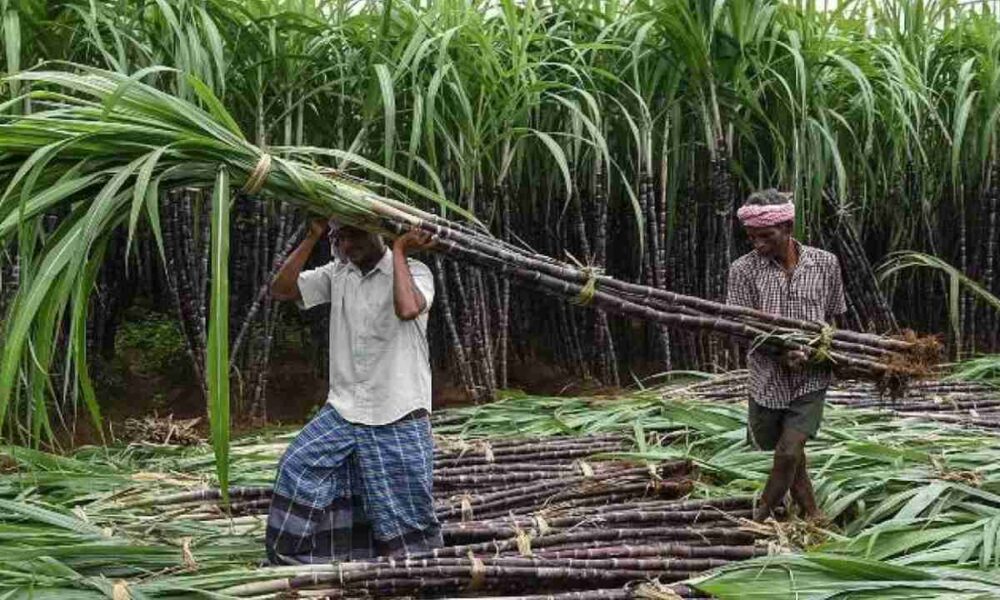 30 10 2022 sugarcane farmers 23171394 1