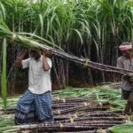 30 10 2022 sugarcane farmers 23171394 1
